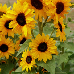 Concert Bell Sunflower