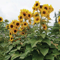 Concert Bell Sunflower