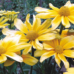 Prairie Sun Rudbeckia