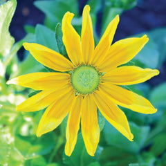 Prairie Sun Rudbeckia