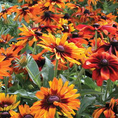 Cappuccino Rudbeckia