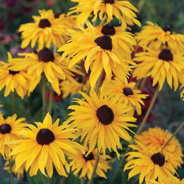 Moppets Rudbeckia
