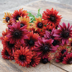Sahara Rudbeckia