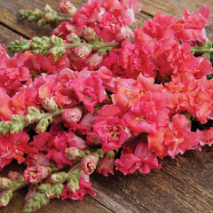 Madame Butterfly Cherry Bronze Snapdragon