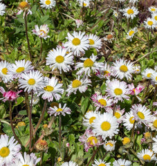 Bellis English Daisy