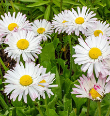 Bellis English Daisy