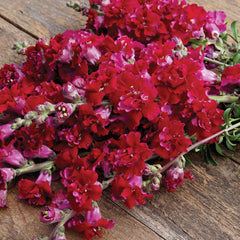 Madame Butterfly Red Snapdragon