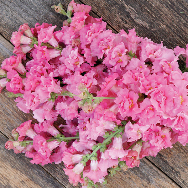 Madame Butterfly Rose Snapdragon