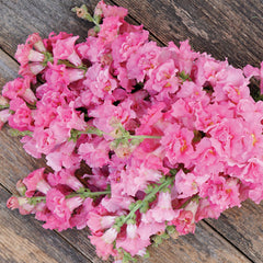 Madame Butterfly Rose Snapdragon