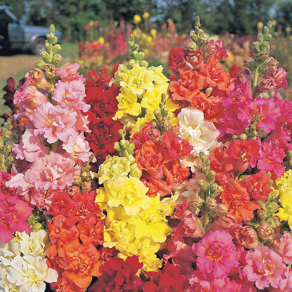 Madame Butterfly Mix Snapdragon