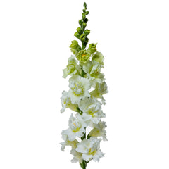 Madame Butterfly Ivory Snapdragon