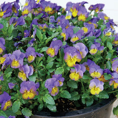 Cool Wave Morpho Viola