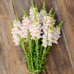 Potomac Appleblossom Snapdragon