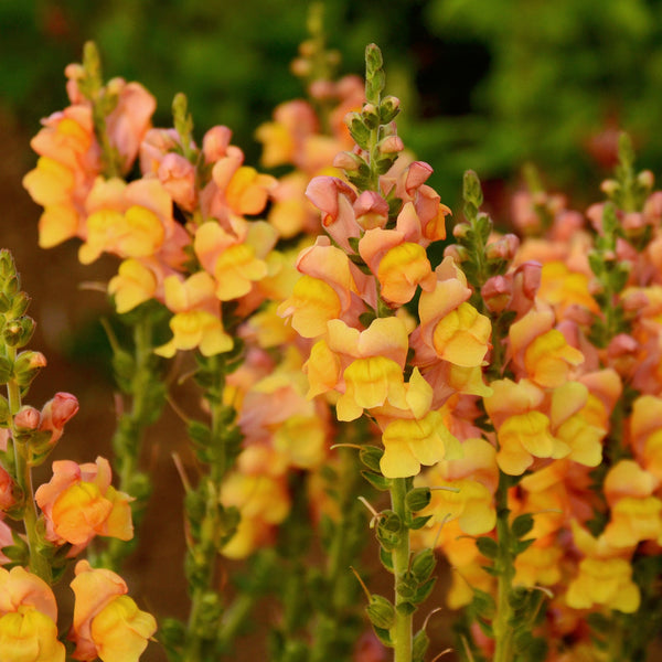 Potomac Early Orange Snapdragon