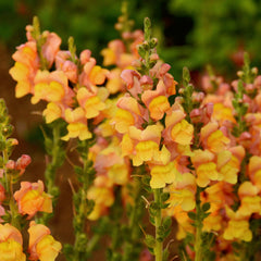 Potomac Early Orange Snapdragon