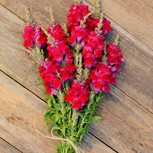 Potomac Red Snapdragon