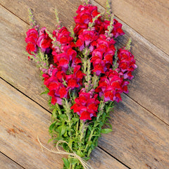 Potomac Red Snapdragon