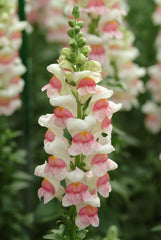 Potomac Apple Blossom F1