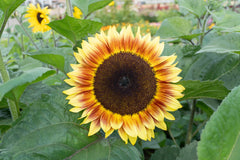 Desert Sun F1