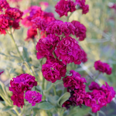 Quartet Purple Stock