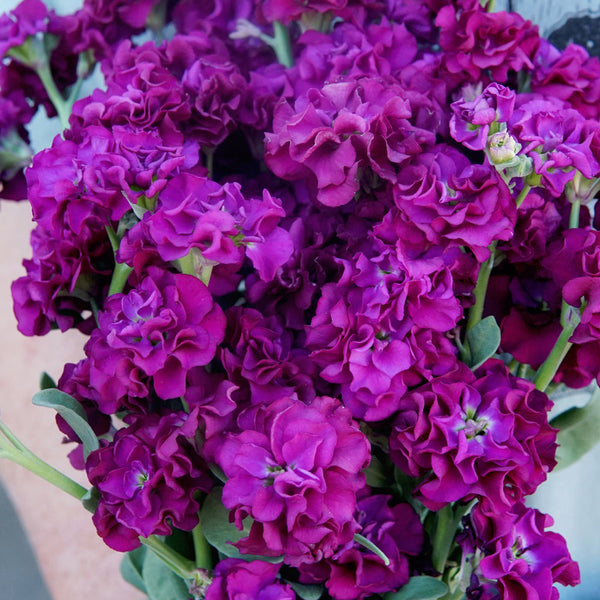 Quartet Purple Stock
