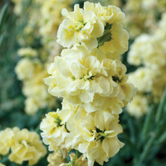 Quartet Deep Yellow Stock