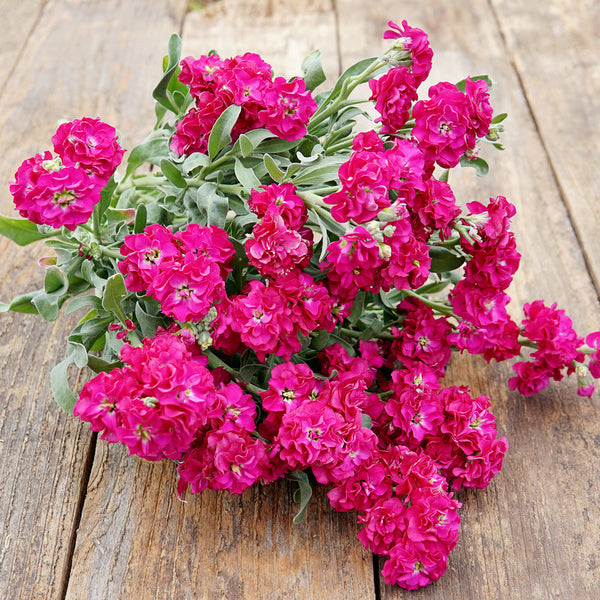 Quartet Red Stock