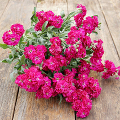 Quartet Red Stock