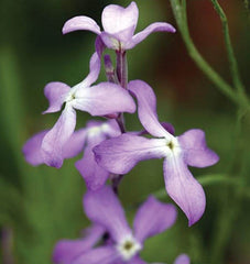 Evening Scented Stock