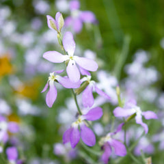Evening Scented Stock