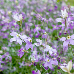 Evening Scented Stock