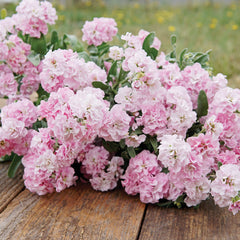 Quartet Cherry Blossom Stock