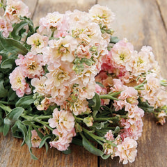 Quartet Apricot Stock
