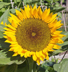 Zohar Organic