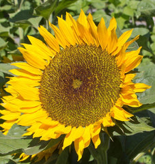 Zohar Organic