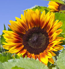 Solar Power