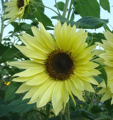 Lemon Queen Organic
