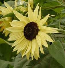 Lemon Queen Organic