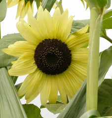 Lemon Queen Organic