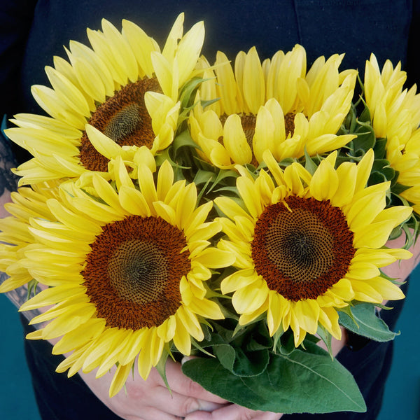 Procut Peach Sunflower