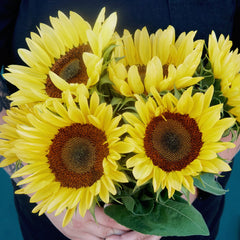 Procut Peach Sunflower
