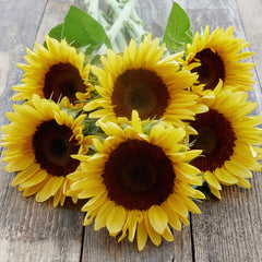 Procut Peach Sunflower