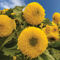 Gummy Bear Sunflower