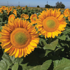Procut Gold Lite Sunflower