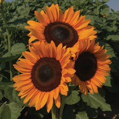 Procut Orange Excel Sunflower