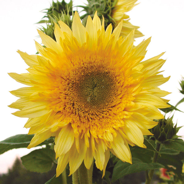 Starburst Mix Sunflower