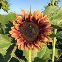 Procut Plum Sunflower
