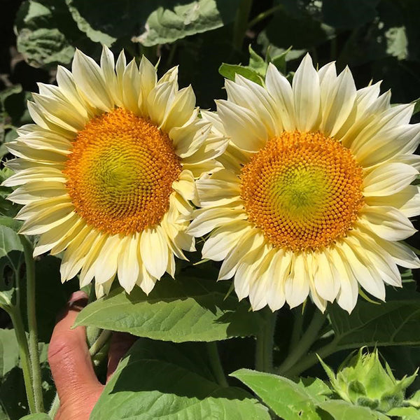 Procut White Lite Sunflower