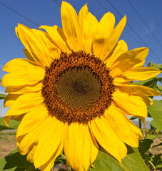 Peredovik Organic