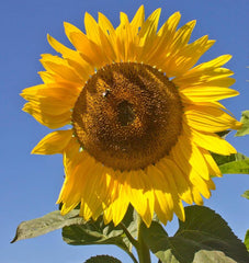 Peredovik Organic